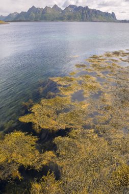 yosun Eggum manzara Norveç'te Lofoten adalarına yüzen