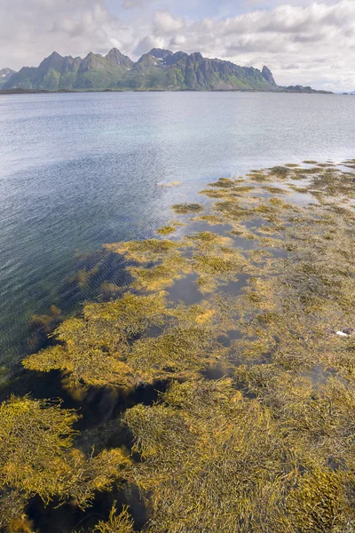ノルウェーのロフォーテン諸島の島々 Eggum の風景の中の浮遊藻類 — ストック写真