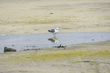 Martı kal yakınındaki Eggum Norveç'te denizde kum üzerinde