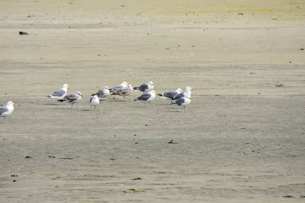 Gaviota Estancia Arena Cerca Del Mar Eggum Noruega — Foto de Stock