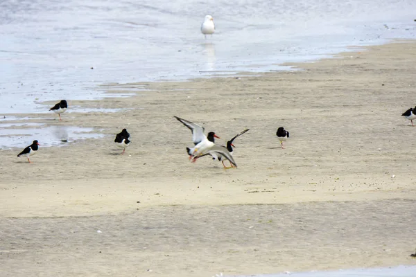 Seagull Stay Sand Sea Eggum Norway — Stock Photo, Image