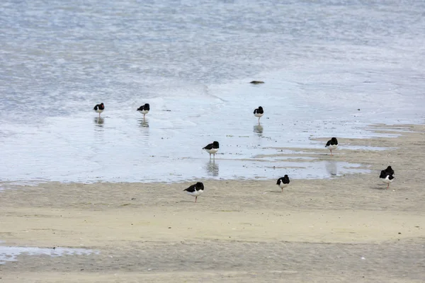 Seagull Stay Sand Sea Eggum Norway — Stock Photo, Image