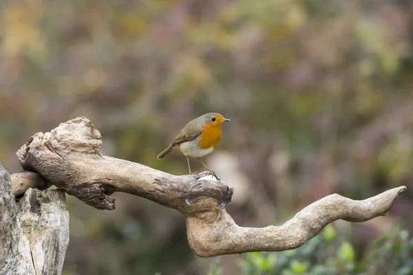 Pequeño Pájaro Petirrojo Cisliano Italia — Foto de Stock