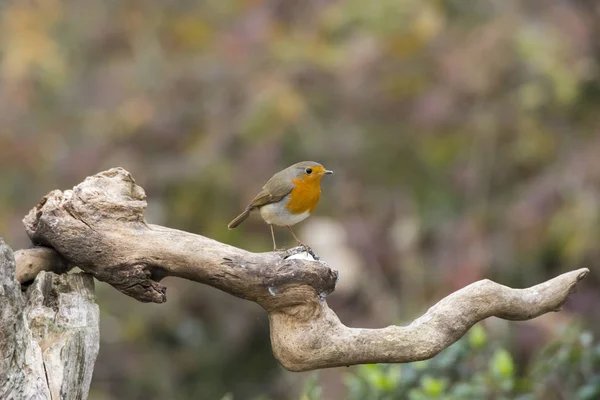 Pequeno Pássaro Robin Cisliano Itália — Fotografia de Stock