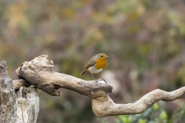 Uccellino Pettirosso Cisliano Italia — Foto Stock