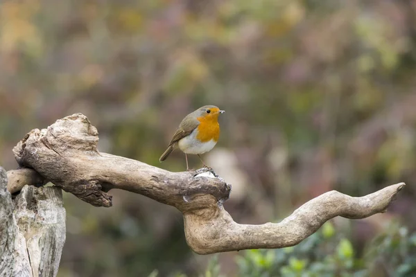 Uccellino Pettirosso Cisliano Italia — Foto Stock