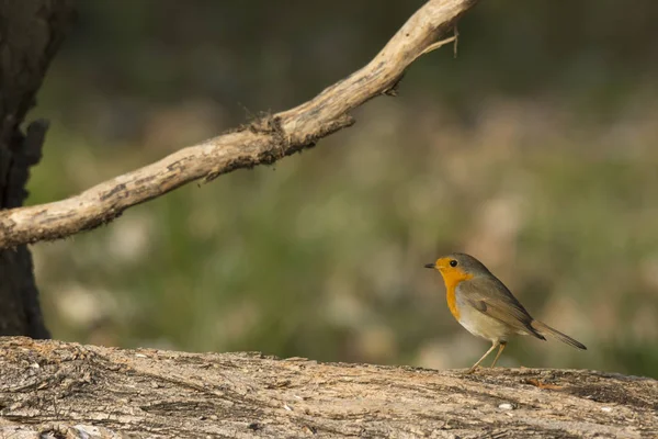 Küçük Robin Kuş Türü Cisliano Talya — Stok fotoğraf