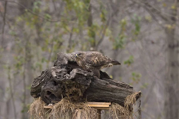 イタリアの Cisliano でノスリ鳥 — ストック写真