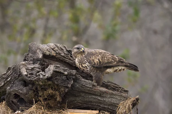 Buizerd Zangvogels Cisliano Italië — Stockfoto