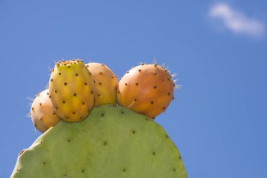 Olgun Hint inciri, Sicilya bölgesindeki Agrigento