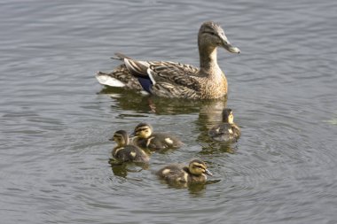 Harstad, Norveç'te Lofoten ördek ailesi