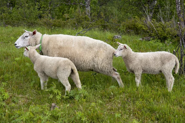 Овцы Горах Харстада Лофотене Норвегии — стоковое фото