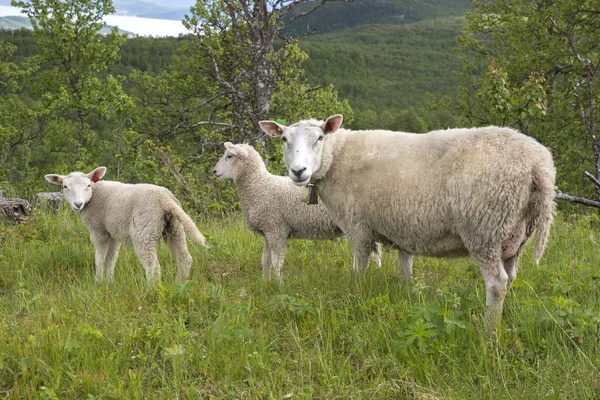 Schafe Den Bergen Von Harstad Auf Den Lofoten Norwegen — Stockfoto