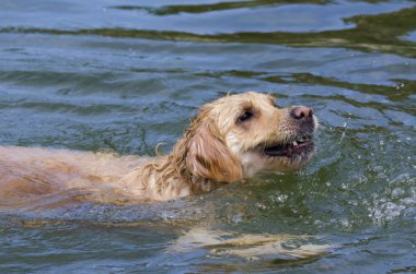 hızlı bir göl suda çalışan altın geri almak