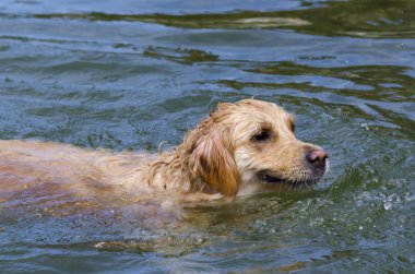 hızlı bir göl suda çalışan altın geri almak