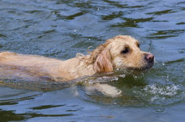 hızlı bir göl suda çalışan altın geri almak