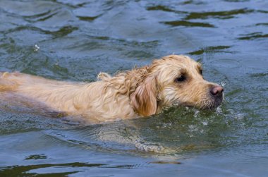 hızlı bir göl suda çalışan altın geri almak