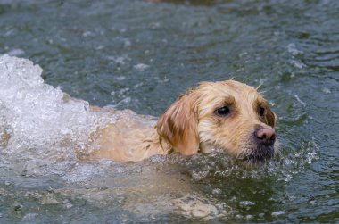 hızlı bir göl suda çalışan altın geri almak