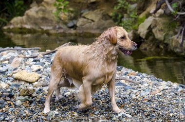 hızlı bir göl suda çalışan altın geri almak