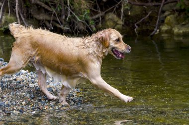 hızlı bir göl suda çalışan altın geri almak