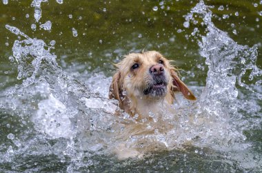 hızlı bir göl suda çalışan altın geri almak