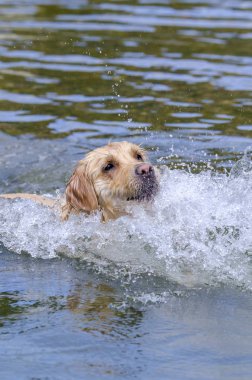 hızlı bir göl suda çalışan altın geri almak