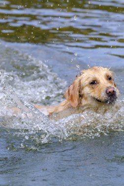 hızlı bir göl suda çalışan altın geri almak