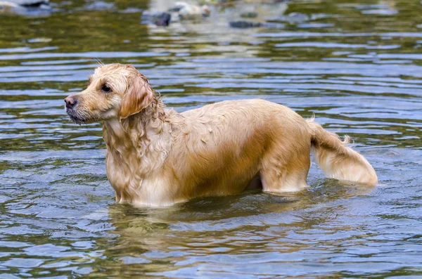 Golden Retriever Kör Snabbt Vattnet Sjö — Stockfoto