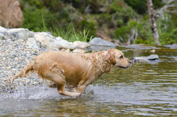 Golden Retriever Corriendo Rápido Agua Lago —  Fotos de Stock