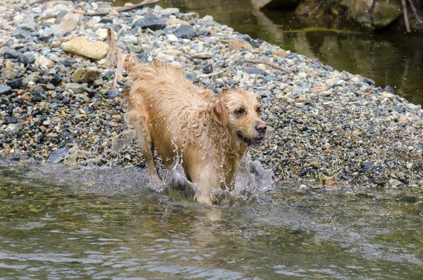 Golden Retriever Running Fast Water Lake — Stock Photo, Image