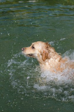 hızlı bir göl suda çalışan altın geri almak