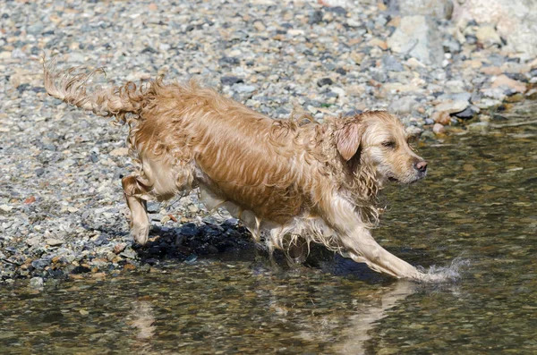 Golden Retriever Lopen Snel Het Water Van Een Meer — Stockfoto