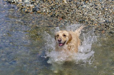hızlı bir göl suda çalışan altın geri almak