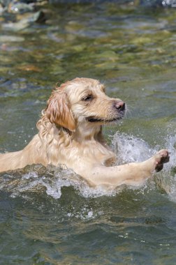 hızlı bir göl suda çalışan altın geri almak
