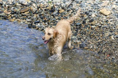 hızlı bir göl suda çalışan altın geri almak