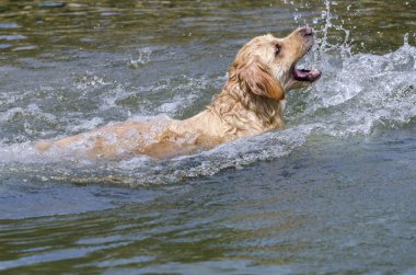 hızlı bir göl suda çalışan altın geri almak