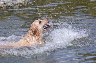 hızlı bir göl suda çalışan altın geri almak