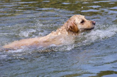 hızlı bir göl suda çalışan altın geri almak