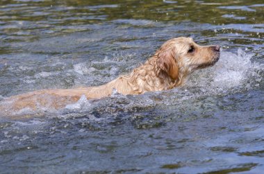hızlı bir göl suda çalışan altın geri almak
