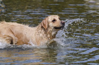 hızlı bir göl suda çalışan altın geri almak