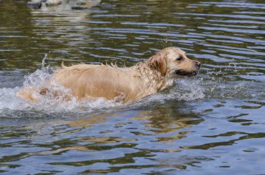 hızlı bir göl suda çalışan altın geri almak