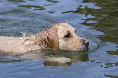 hızlı bir göl suda çalışan altın geri almak