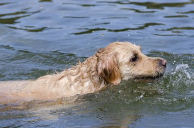 hızlı bir göl suda çalışan altın geri almak