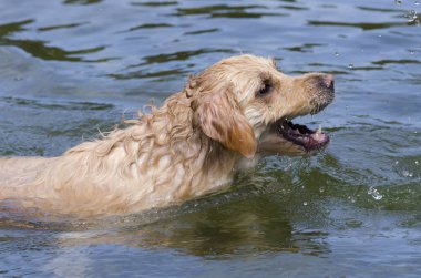 hızlı bir göl suda çalışan altın geri almak
