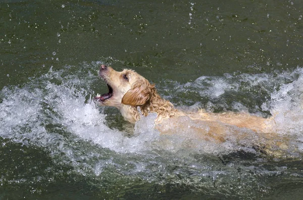 Golden Retriever Lopen Snel Het Water Van Een Meer — Stockfoto