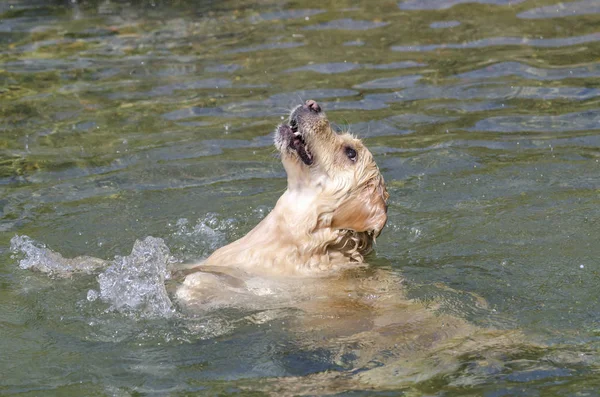 金色猎犬在湖中快速奔跑 — 图库照片