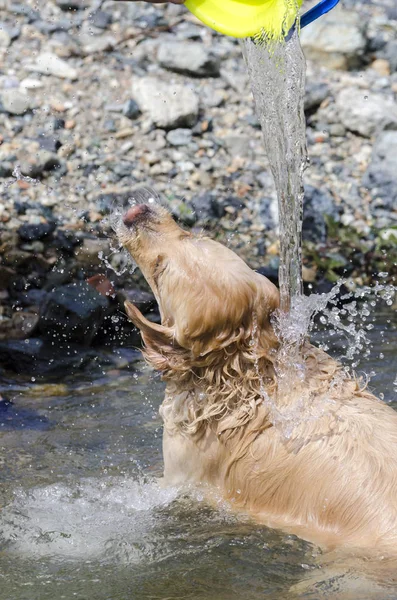 Golden Retriever Działa Szybko Wodzie Jeziora — Zdjęcie stockowe