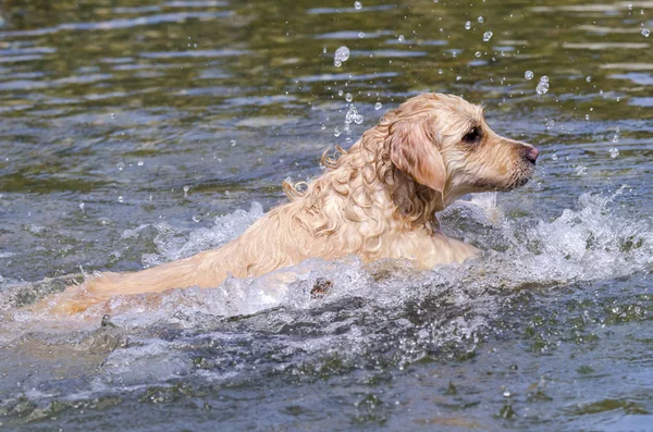 Golden Retriever Running Fast Water Lake — Stock Photo, Image