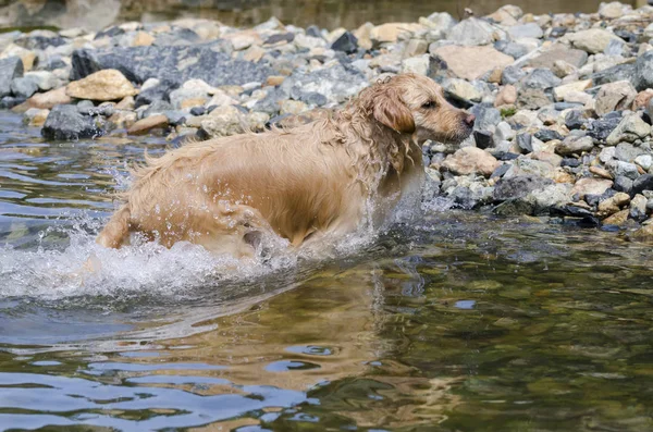 Golden Retriever Lopen Snel Het Water Van Een Meer — Stockfoto