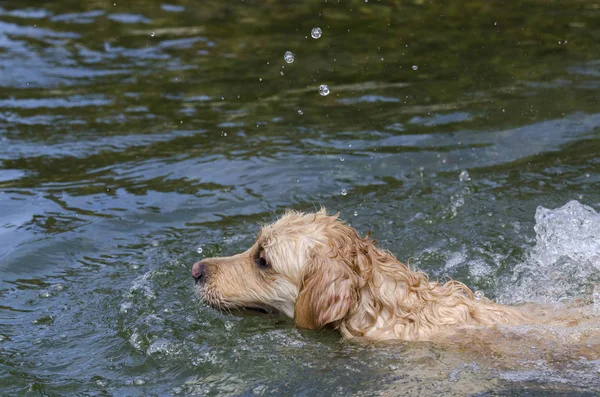 Golden Retriever Running Fast Water Lake — Stock Photo, Image